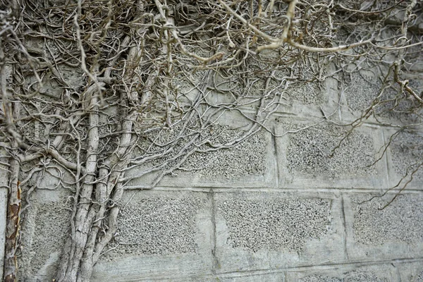 Bitkinin kuru gri dalları, sonbahar konsepti 