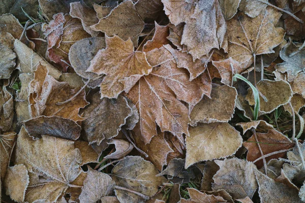 Close View Autumn Leaves Covered Hoarfrost — Stock Photo, Image