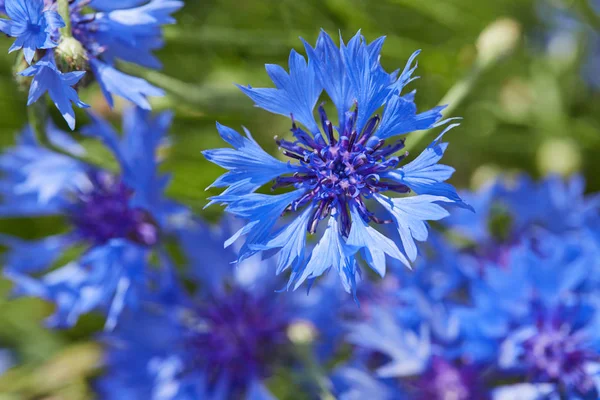 Vista Cercana Flores Azules Frescas Acianos —  Fotos de Stock