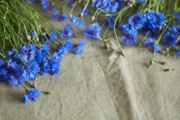 Friss Kék Virágok Búzavirág Nézet Bezárása — Stock Fotó