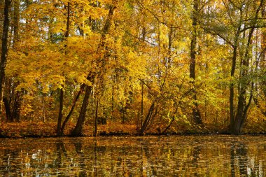 Güneşli bir gün, güzel sonbahar park