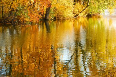 Güneşli bir gün, güzel sonbahar park