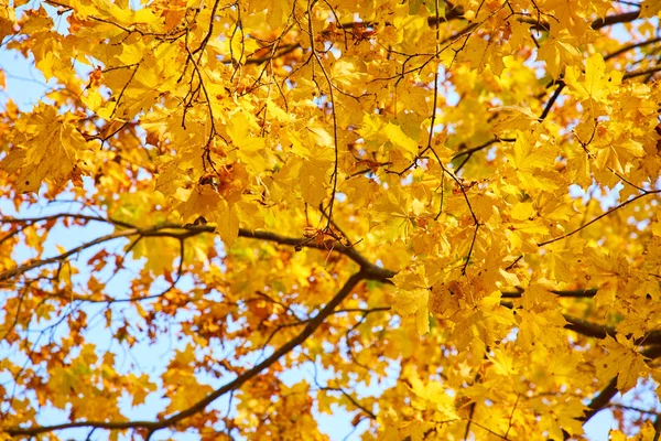 Ramos Árvores Com Folhas Amarelas Outono — Fotografia de Stock