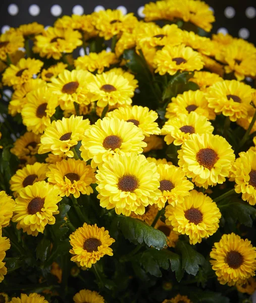 Güzel Taze Çiçek Buketi Sevgililer Günü Kavramı — Stok fotoğraf