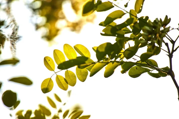 晴れた日に木の枝に緑の葉 — ストック写真