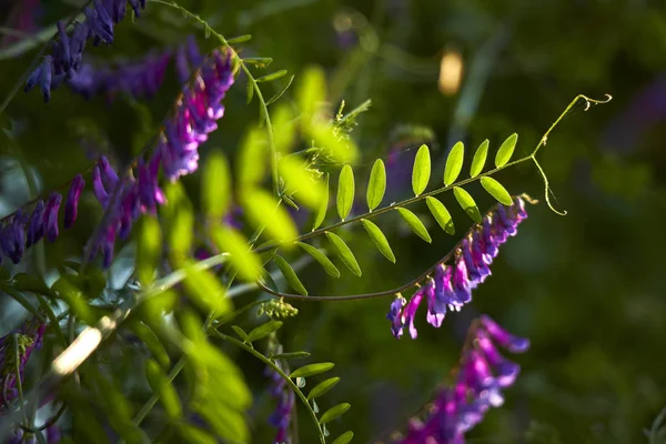 Violet Flowers Blurred Natural Background — Stock Photo, Image