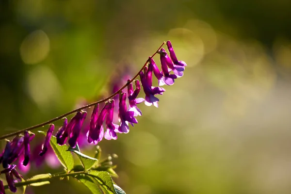 模糊的自然背景上的紫罗兰色花朵 — 图库照片