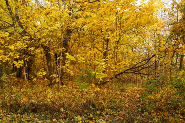 Güneşli bir gün, güzel sonbahar park