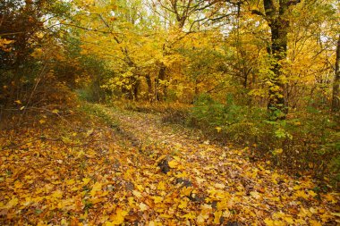 Güneşli bir gün, güzel sonbahar park