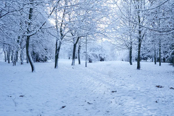 美丽的冬季公园与雪覆盖树木 — 图库照片