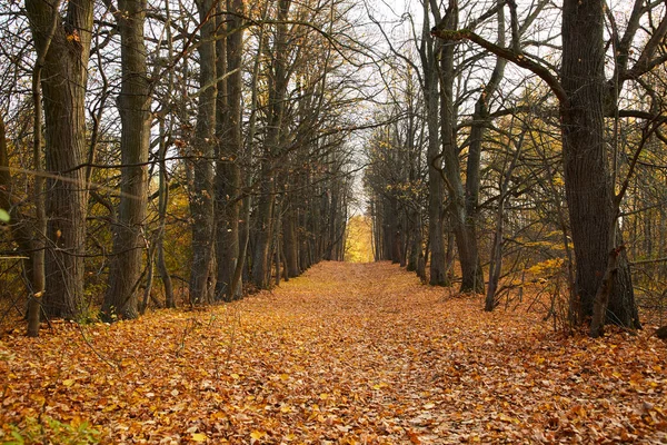 晴れた日に美しい秋の公園 — ストック写真