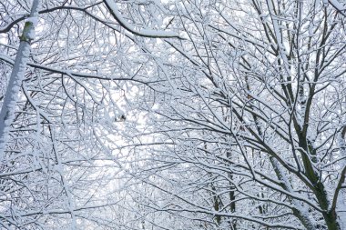Ağaçlar güzel kış park kar ile kaplı