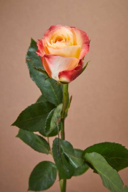 güzel pembe gül çiçek, yakın çekim 