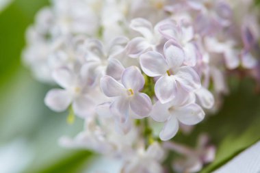 mor ve beyaz güzel Eflatun çiçekler, yakın çekim