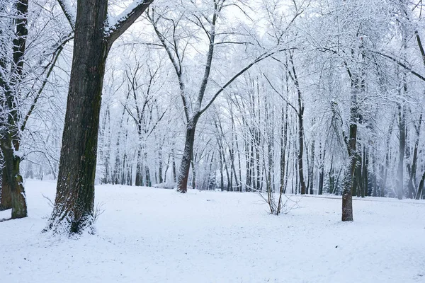 美しい冬公園雪に覆われた木 — ストック写真