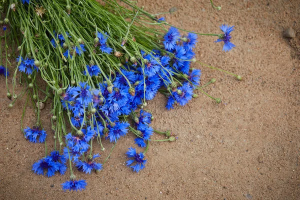 Vista Cercana Flores Azules Frescas Acianos — Foto de Stock