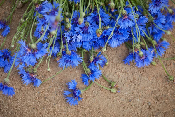 Blick Auf Frische Blaue Kornblumen — Stockfoto