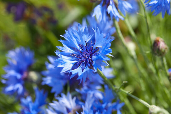 Закрыть вид на свежие голубые цветы васильков
