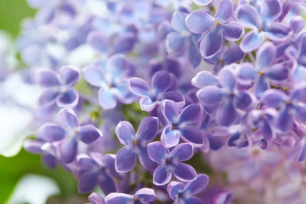 Purple White Nice Lilac Flowers Close — Stock Photo, Image