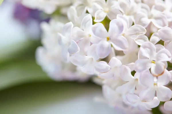 Violet Blanc Belles Fleurs Lilas Gros Plan — Photo