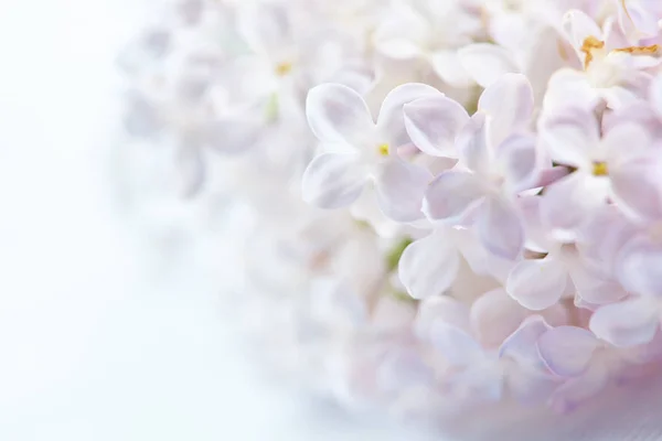 Purple White Nice Lilac Flowers Close — Stock Photo, Image