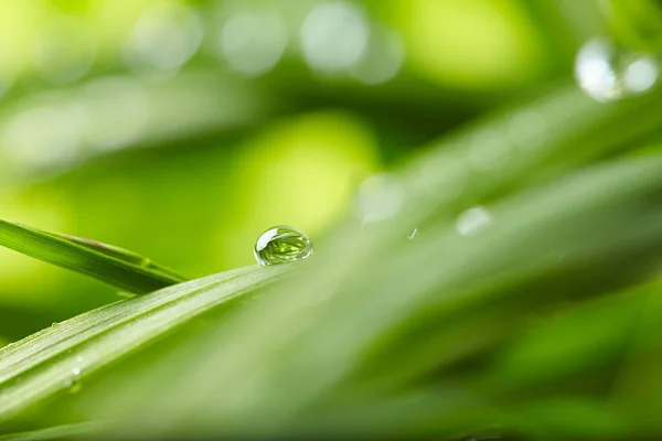 Vatten Droppar Grönt Gräs Närbild — Stockfoto