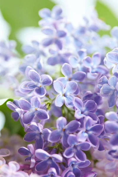 Púrpura Blanco Bonitas Flores Lila Primer Plano — Foto de Stock