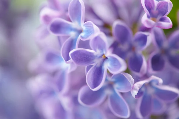 Violet Blanc Belles Fleurs Lilas Gros Plan — Photo