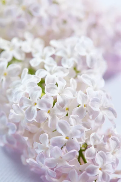 Purple and white nice lilac flowers, close-up — Stock Image Purple White Nice Lilac Flowers Close Stock Picture