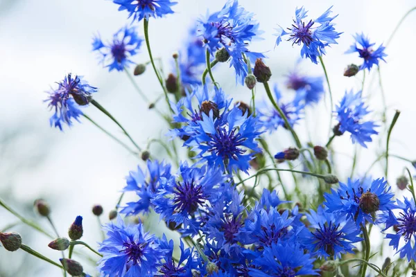 Vista Cerca Flores Azules Frescas Acianos — Foto de Stock