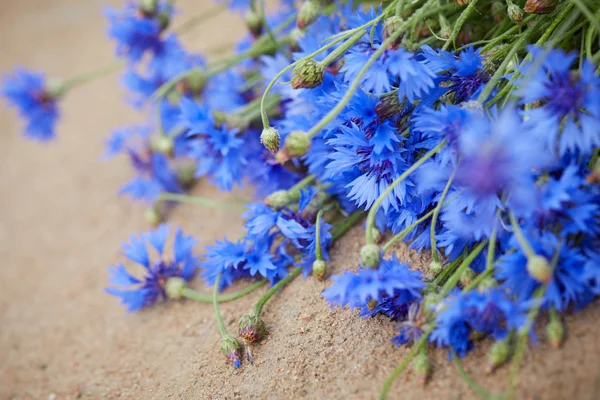 Vista Cerca Flores Azules Frescas Acianos — Foto de Stock