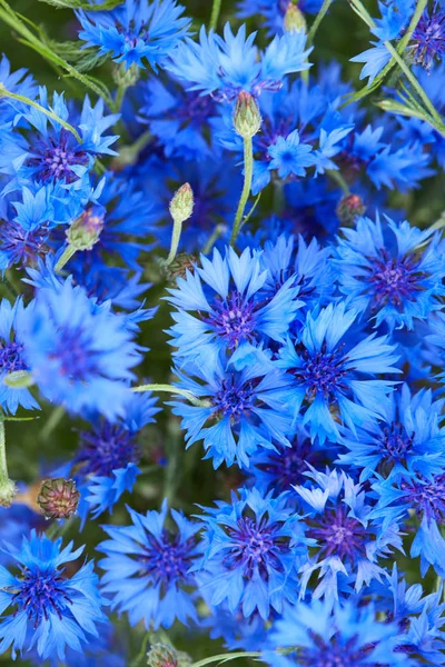 Close Beeld Van Verse Blauwe Bloemen Van Korenbloemen — Stockfoto