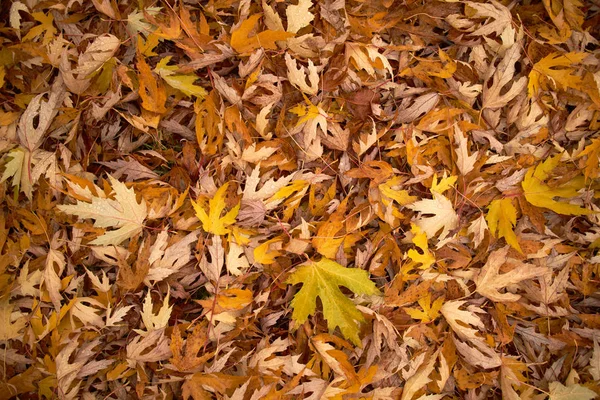 Pilha Folhas Outono Laranja Chão — Fotografia de Stock