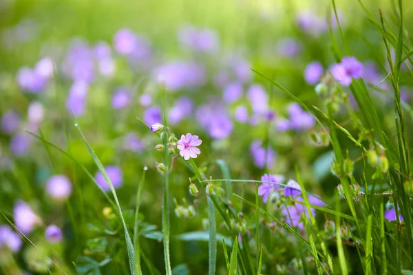 Virágok Napos Nyári Rét — Stock Fotó