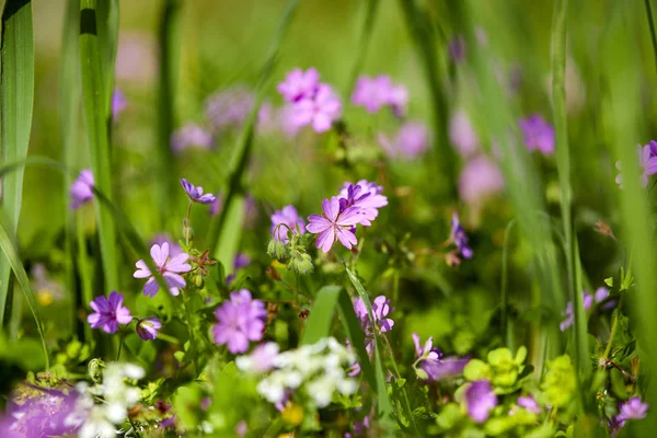 Sommerwiese Mit Blumen Sonnigen Tag — Stockfoto