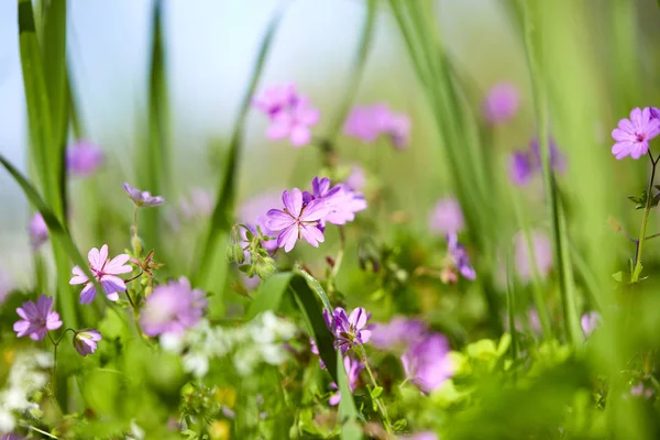 Sommaräng Med Blommor Solig Dag — Stockfoto