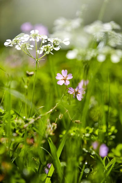 Virágok Napos Nyári Rét — Stock Fotó