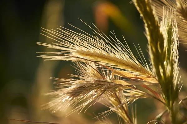 Zlaté Pšeničné Pole Slunečného Dne — Stock fotografie
