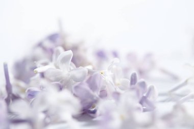 mor ve beyaz güzel Eflatun çiçekler, yakın çekim
