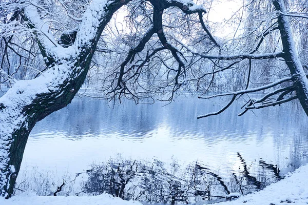 Hermoso Parque Invierno Con Lago Frío —  Fotos de Stock