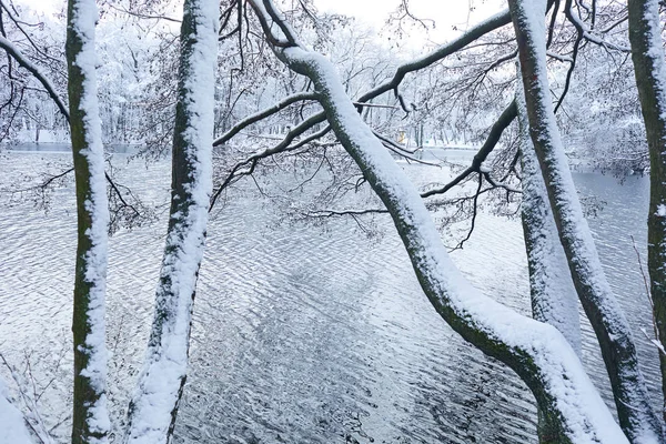 美丽的冬季公园与寒冷的湖泊 — 图库照片