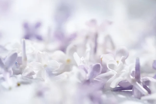 Fioletowy Biały Ładne Kwiaty Bzu Zbliżenie — Zdjęcie stockowe