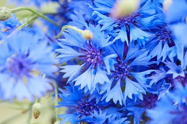Close Beeld Van Verse Blauwe Bloemen Van Korenbloemen — Stockfoto