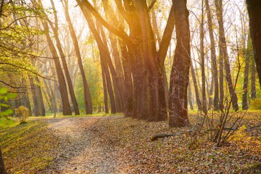 Güneşli bir gün, güzel sonbahar park