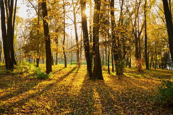 Mooie Herfst Park Zonnige Dag — Stockfoto