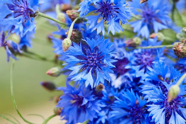 Close View Fresh Blue Flowers Cornflowers — Stock Photo, Image