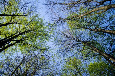 güzel bahar ağaçları güneşli gün Park
