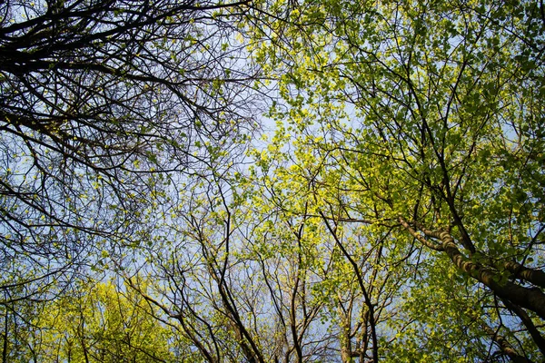 Krásný Jarní Stromy Parku Slunečný Den — Stock fotografie
