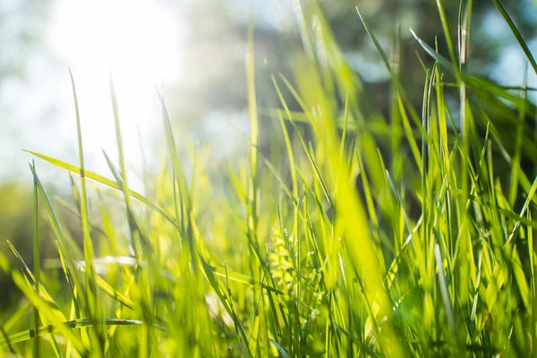 Parque Primavera Con Hierba Fresca Día Soleado —  Fotos de Stock