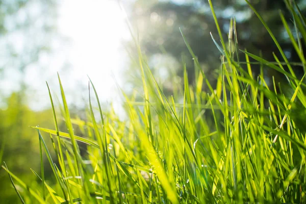 Parque Primavera Con Hierba Fresca Día Soleado —  Fotos de Stock